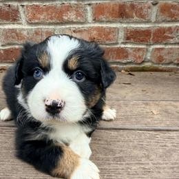 Oscar - Black tri-color male Australian Shepherd puppy in Yelm, Washington from Country Rose Australian Shepherds
