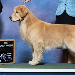 Golden Retrievers from Lock N' Gold Goldens