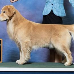 Golden Retrievers from Lock N' Gold Goldens