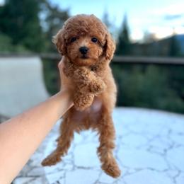 Lemonade - Apricot male Cavapoo puppy in Deming, Washington from Heavenly Puppies to Love