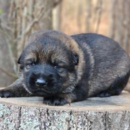Gunner - Sable male German Shepherd puppy in Louisburg, North Carolina from Raven Oak's Shepherds & Dachshunds