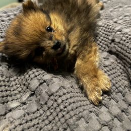 Pomeranian Puppies from Brandi’s Pomeranian Pups