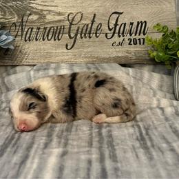 Bandit - White and blue merle male Border Collie puppy in Moody, Texas from Narrow Gate Farm