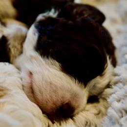 Pink Collar - Brown roan female Lagotto Romagnolo puppy in Lynden, Washington from Northwest Lagotto