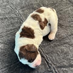 Uno - Liver and white male Springerdoodle puppy in Murrells Inlet, South Carolina from SpringerDoodles at the Beach