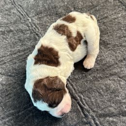 Uno - Liver and white male Springerdoodle puppy in Murrells Inlet, South Carolina from SpringerDoodles at the Beach