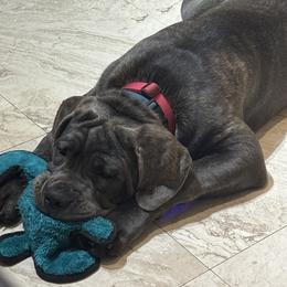Cane Corso Puppies from Central Jersey K9