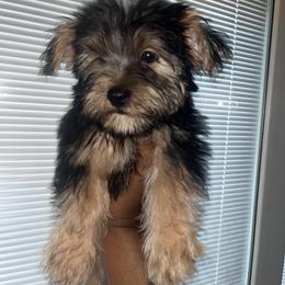 Slinky - Black and tan male Yorkshire Terrier puppy in Gastonia, North Carolina from Dynasty Kennel