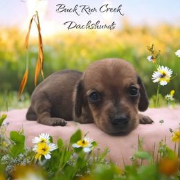 Reese - Red female Dachshund puppy in Greenfield, Ohio from Buck Run Creek Dachshunds & Labradors