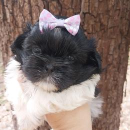 Diva - Black and white female Shih Tzu puppy in Arcadia, Florida from Kitsune Cuddles and kisses