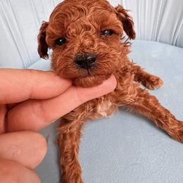Pekingese, Poodle, and Shih Tzu Puppies from Happy puppies