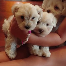 Miniature Schnauzer and Rottweiler Puppies from Mystique Kennel