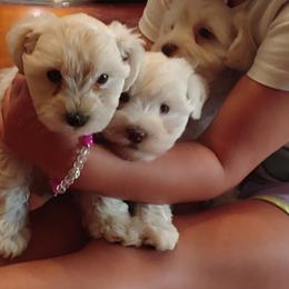 Miniature Schnauzer and Rottweiler Puppies from Mystique Kennel
