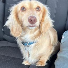 Harley - Dachshund