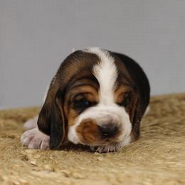 Buddy - Black white and brown male Basset Hound puppy in Idaho from Welcome Home Bassets