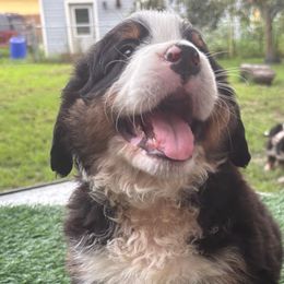 Bernese Mountain Dog Puppies from Emma-Mada's Old Thyme Berners