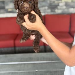 Almond - Chocolate female Double Doodle puppy in Millersburg, Ohio from T Sanctum