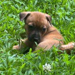 Trip - Sable and white male Teddy Roosevelt Terrier puppy in Cumming, Georgia from Barnett’s Rambling Terriers