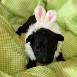 Hollywood - Black male Poodle puppy in Florence County, South Carolina from Modern Family Standards