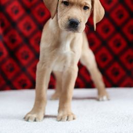 Labrador Retriever Puppies from Sun Ridge Labradors