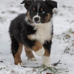 Denali - Black tri-color male Australian Shepherd puppy in Granbury, Texas from Texas Miniature Aussies