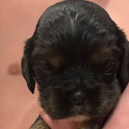 Boy 1 - Black and tan male Cocker Spaniel puppy in Spotsylvania, Virginia from Wilkshire Farm