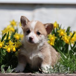 Pembroke Welsh Corgi Puppies from Goldstar Puppies (License Number 18519)