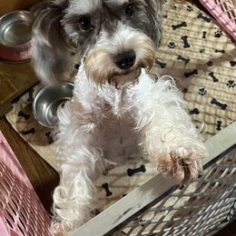 Dollie - Miniature Schnauzer
