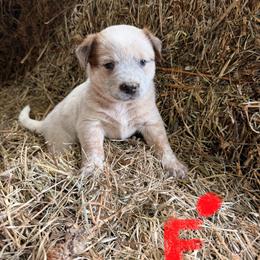 Girl 3 - Red mottled female Australian Cattle Dog puppy in Apollo, Pennsylvania from Circle V Ranch Cattle Dogs