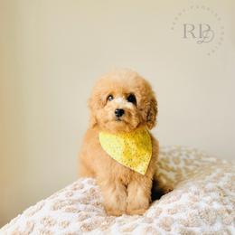 Sundae (Micro Size) - Red  male Goldendoodle puppy in Elizabethtown, Kentucky from Reddy Poodles & Doodles