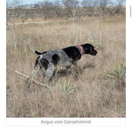 Angus - German Shorthaired Pointer