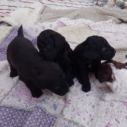 Poodles from Toy Mini Poodles