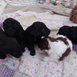 Poodles from Toy Mini Poodles