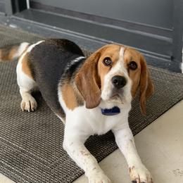 Maya - Beagle