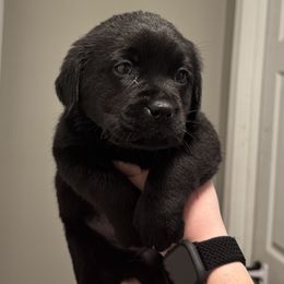 Girl 2 - Labrador Retriever puppy from Red White & True Labradors