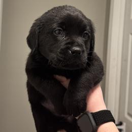 Girl 2 - Labrador Retriever puppy from Red White & True Labradors