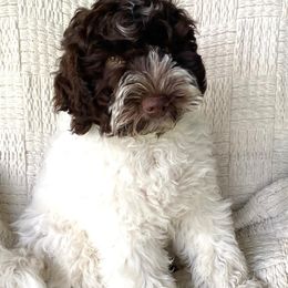Australian Labradoodles from Legendary Labradoodles LLC