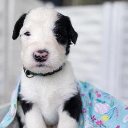 Guinness - Brown and white male Sheepadoodle puppy in Rocky Point, North Carolina from CelticDoods