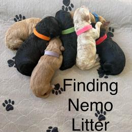 Crush - Black male Whoodle puppy in Pima, Arizona from Schmidt's K9s