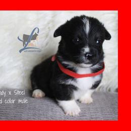 Red collar - White and black male Pembroke Welsh Corgi puppy in Wayne City, Illinois from Lash Livestock & Corgis