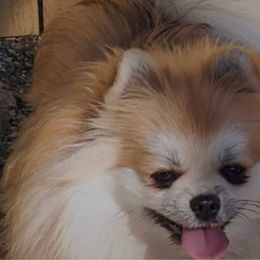 Peaches - Pomeranian