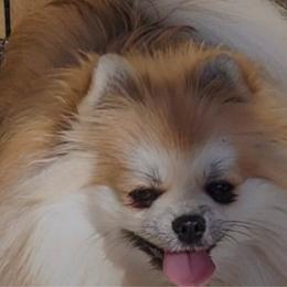 Peaches - Pomeranian