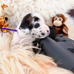 Cougar - Harlequin female Great Dane puppy in Climax, Michigan from Beaver Creek Danes