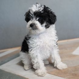 Bernedoodle, Goldendoodle, Poodle, Schnoodle, and Sheepadoodle Puppies from Boise Doodle Co.