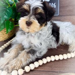 Miniature Schnauzer and Poodle Puppies from Crystal Rose Canines