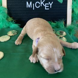 Cockapoo Puppies from Country J Canines