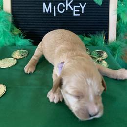 Cockapoo Puppies from Country J Canines