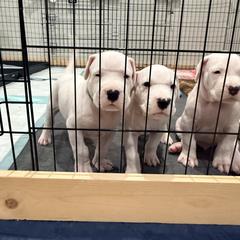 Dogo Argentino Puppies from Casa de la Bahia