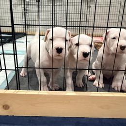 Dogo Argentino Puppies from Casa de la Bahia