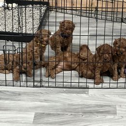 Cavapoo Puppies from Nana Oodles